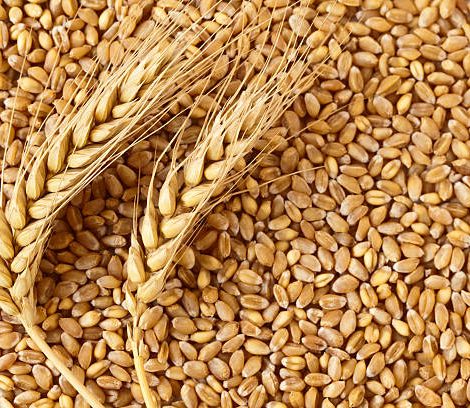VFPL Sharbati Wheat 5 kg