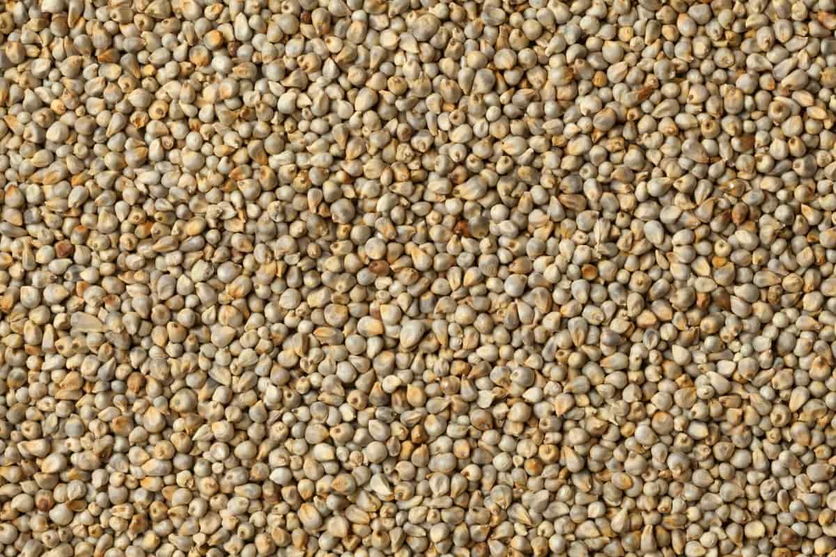 VFPL Bajra 500g