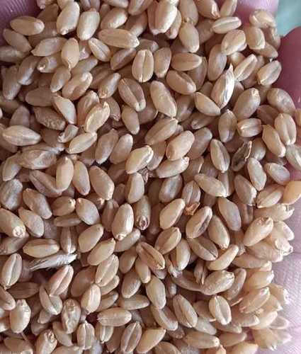 VFPL Sharbati Wheat 5 kg